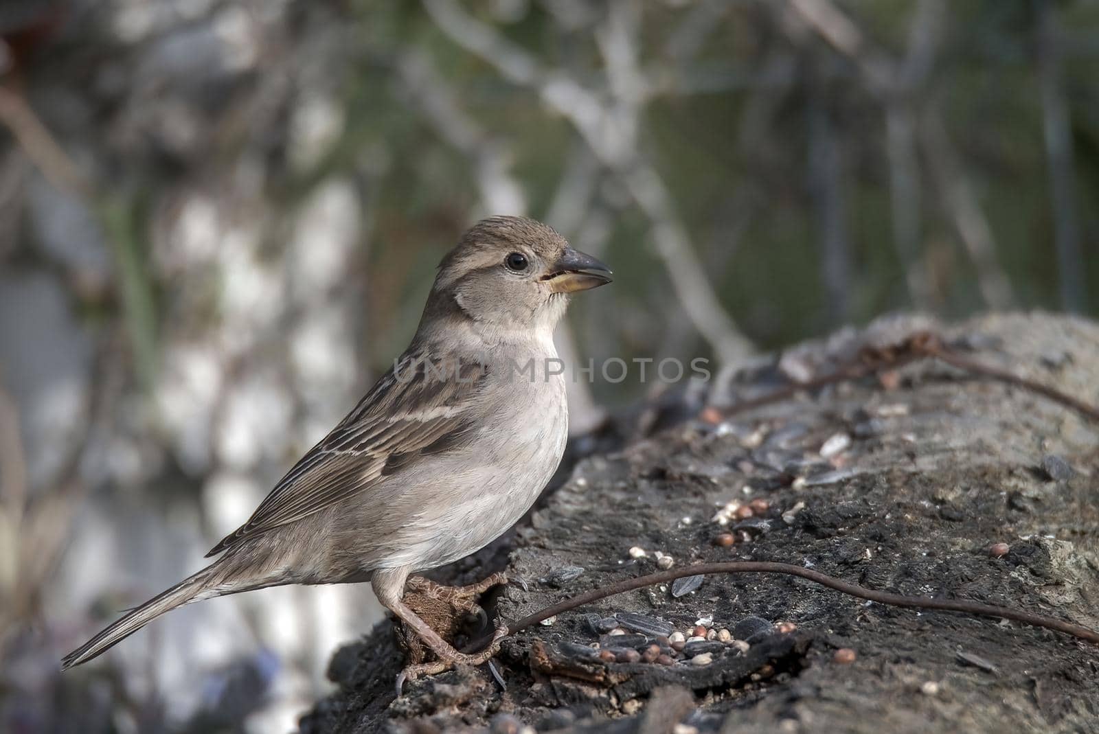 sparrow bird sitting on a wood by carfedeph
