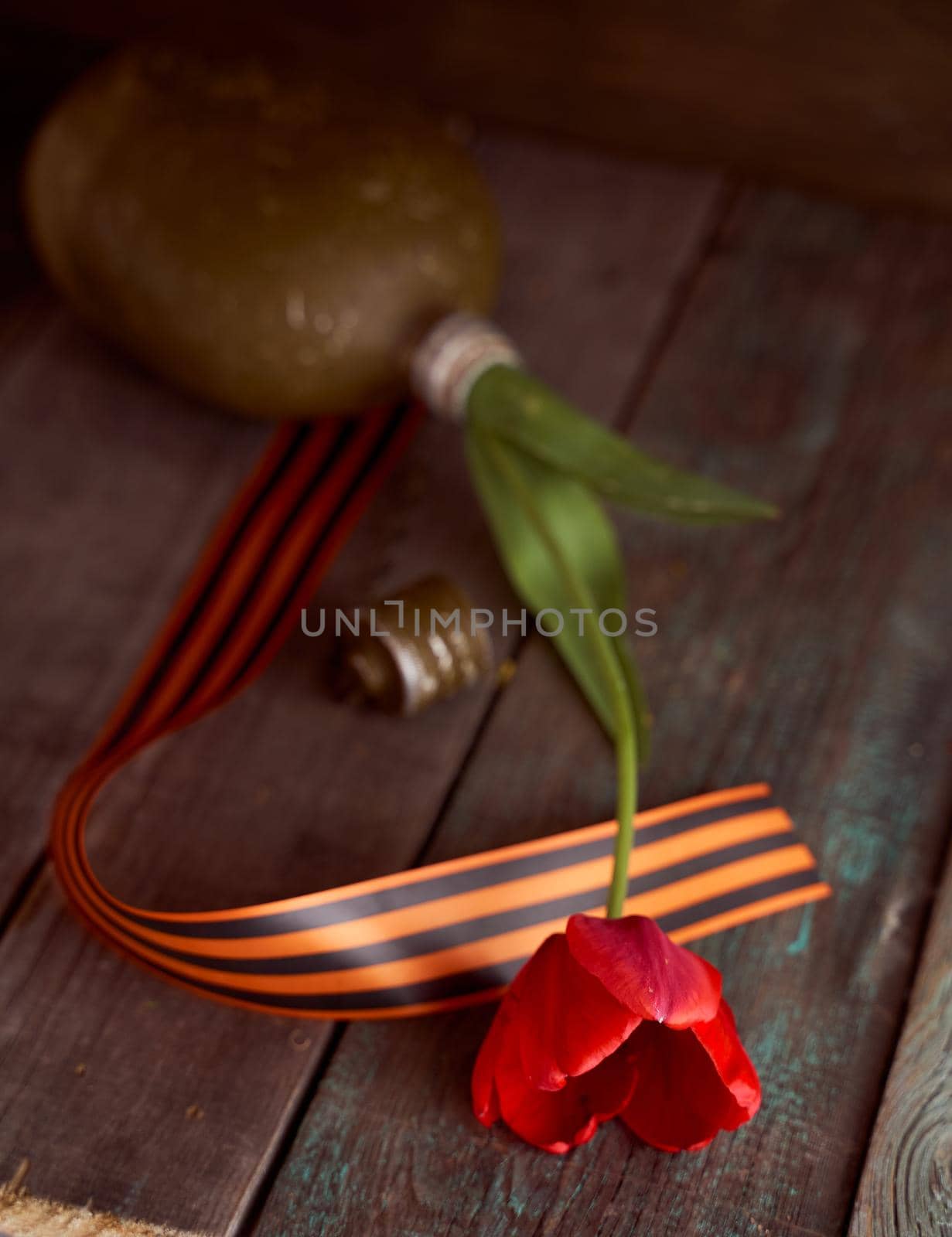 Red tulip in a soldier's military flask with St. George ribbons. High quality photo
