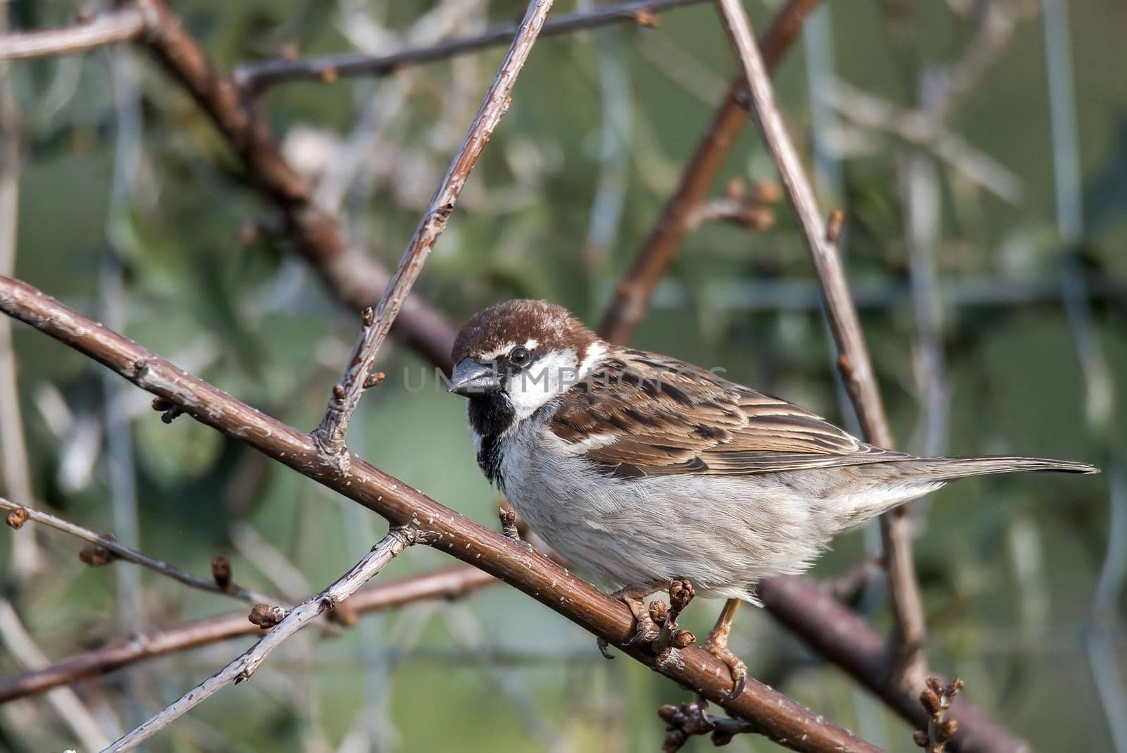 sparrow bird perched on a wood in search of food and water