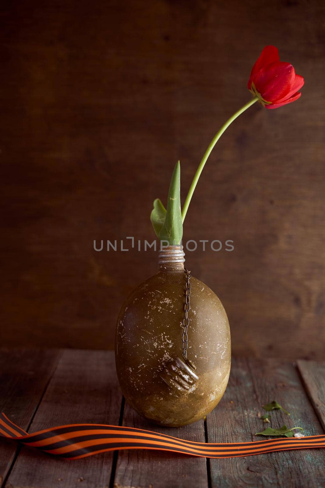 Red tulip in a soldier's military flask with St. George ribbons. High quality photo