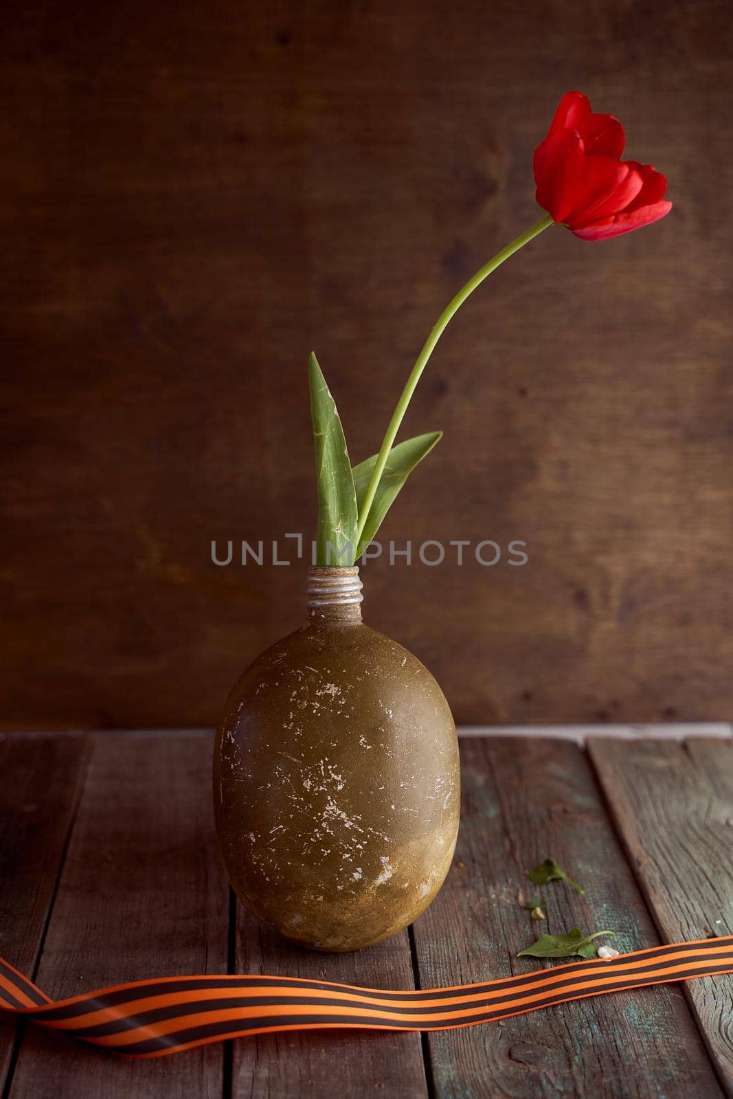 Red tulip in a soldier's military flask with St. George ribbons. High quality photo