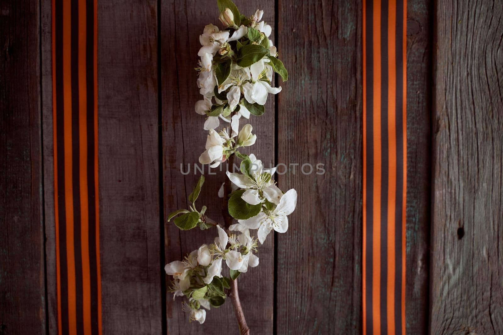 Two St. George ribbons on a wooden table. Apple tree branch by Xelar