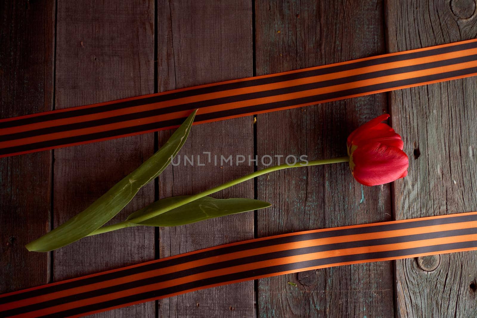 The red tulip lies between the St. George ribbons. 9 may ribbon. Wooden background. High quality photo