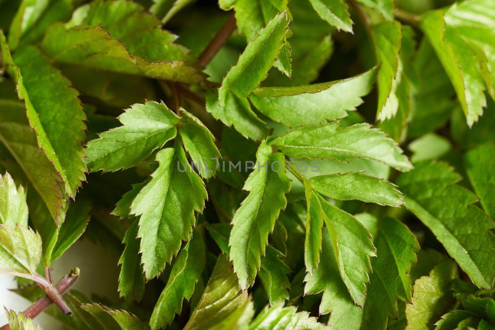 Fresh young goutweed leaves collected in spring, close up by madeleine_steinbach