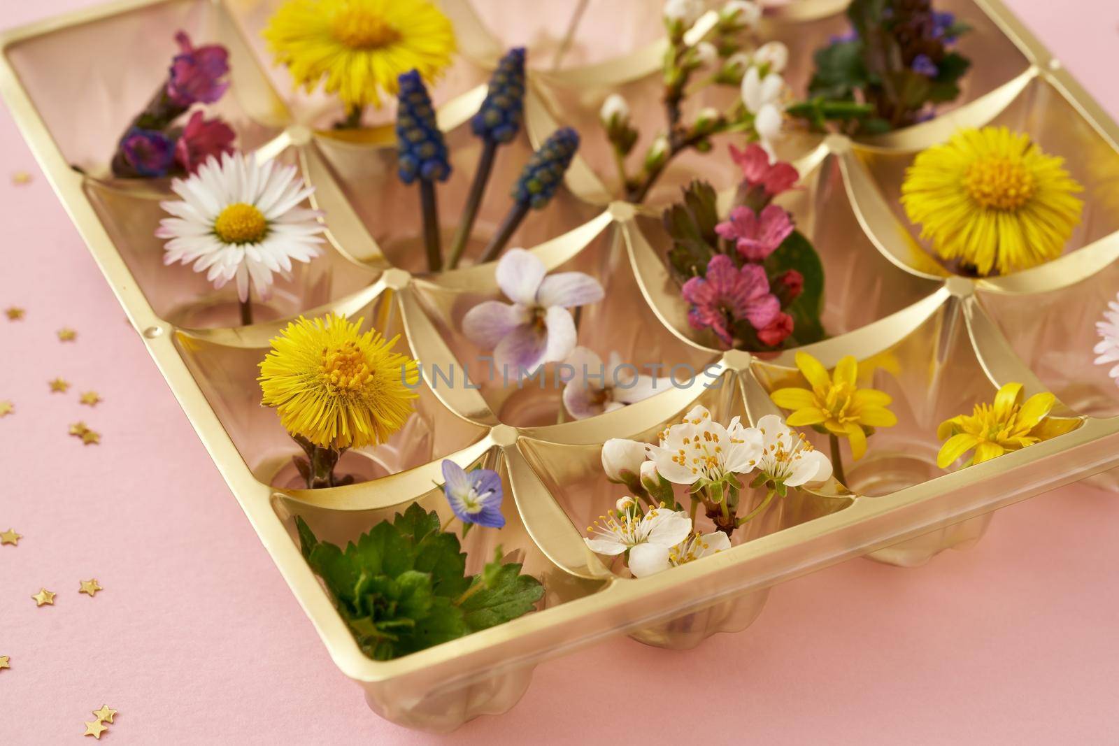 Empty box of chocolates filled with a selection of wild plants growing in spring - coltsfoot, lungwort, violet and other
