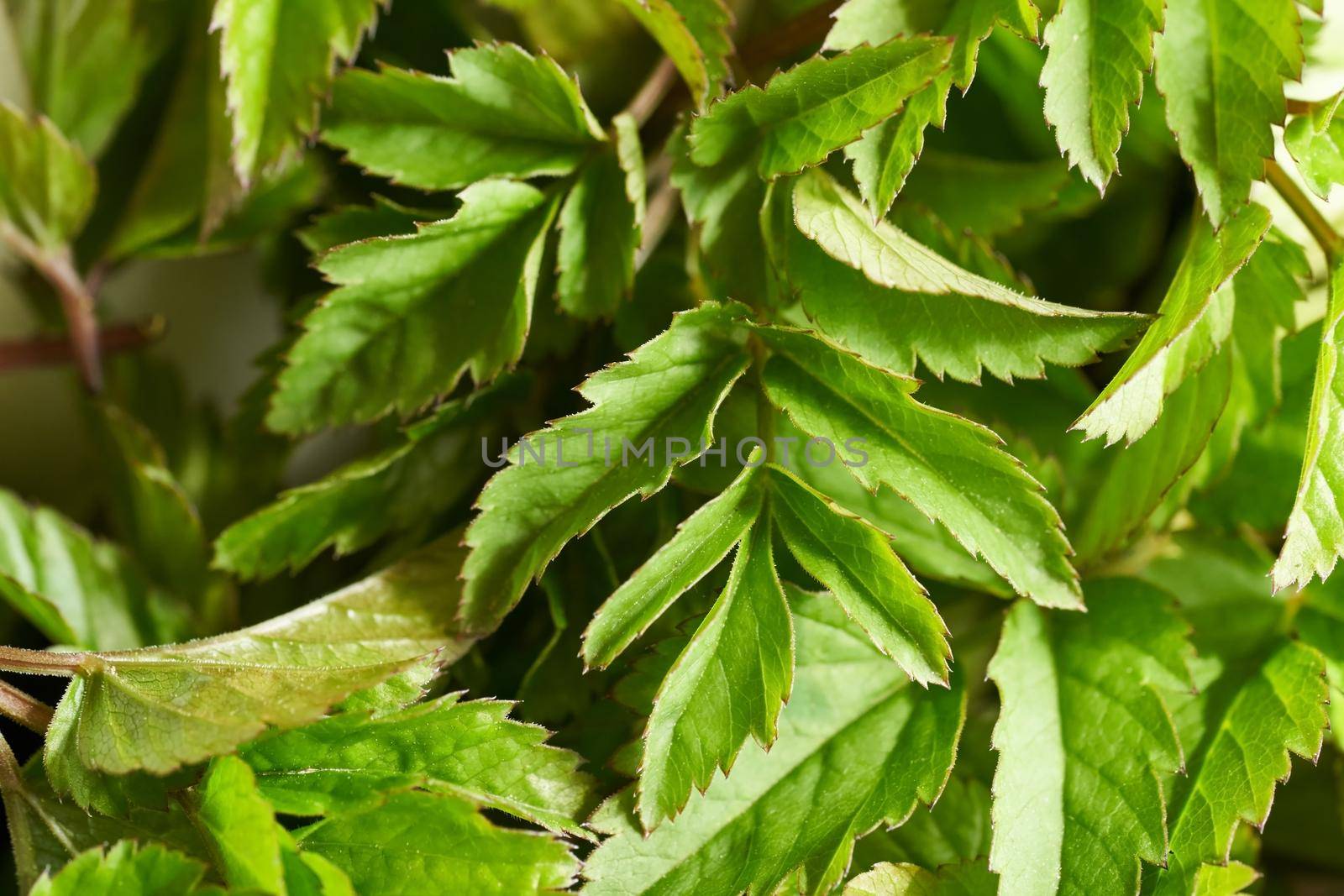 Young ground elder leaves on a table, closeup