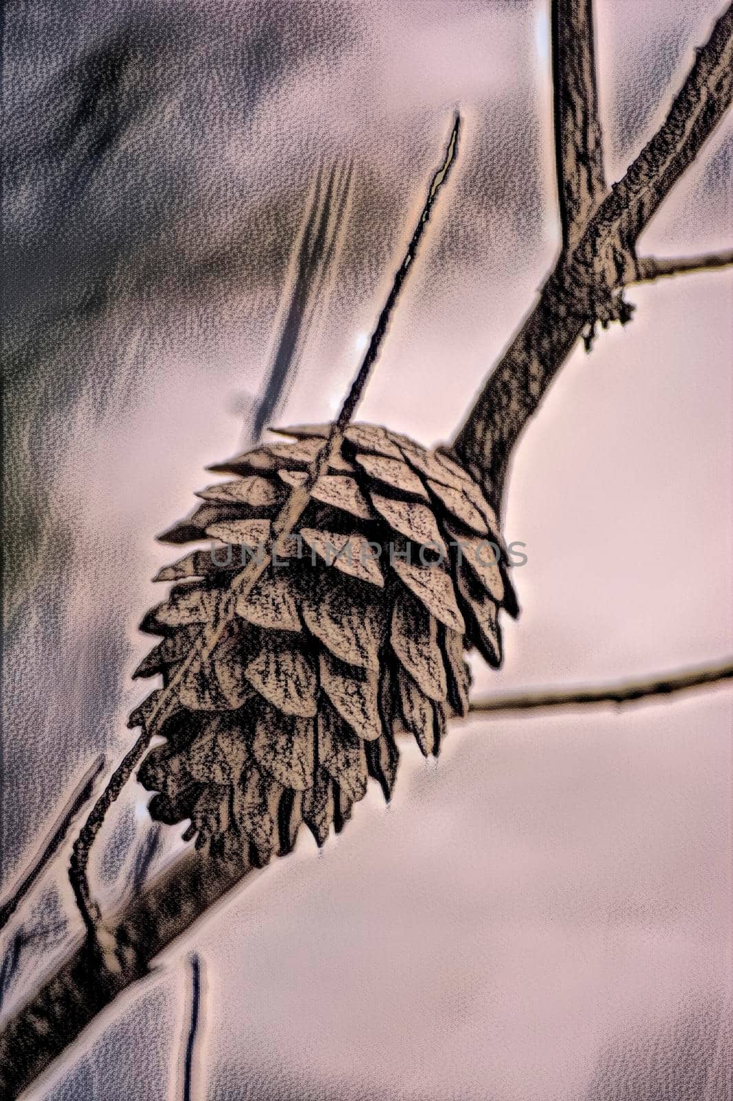 pine cone close up on branch by ankarb