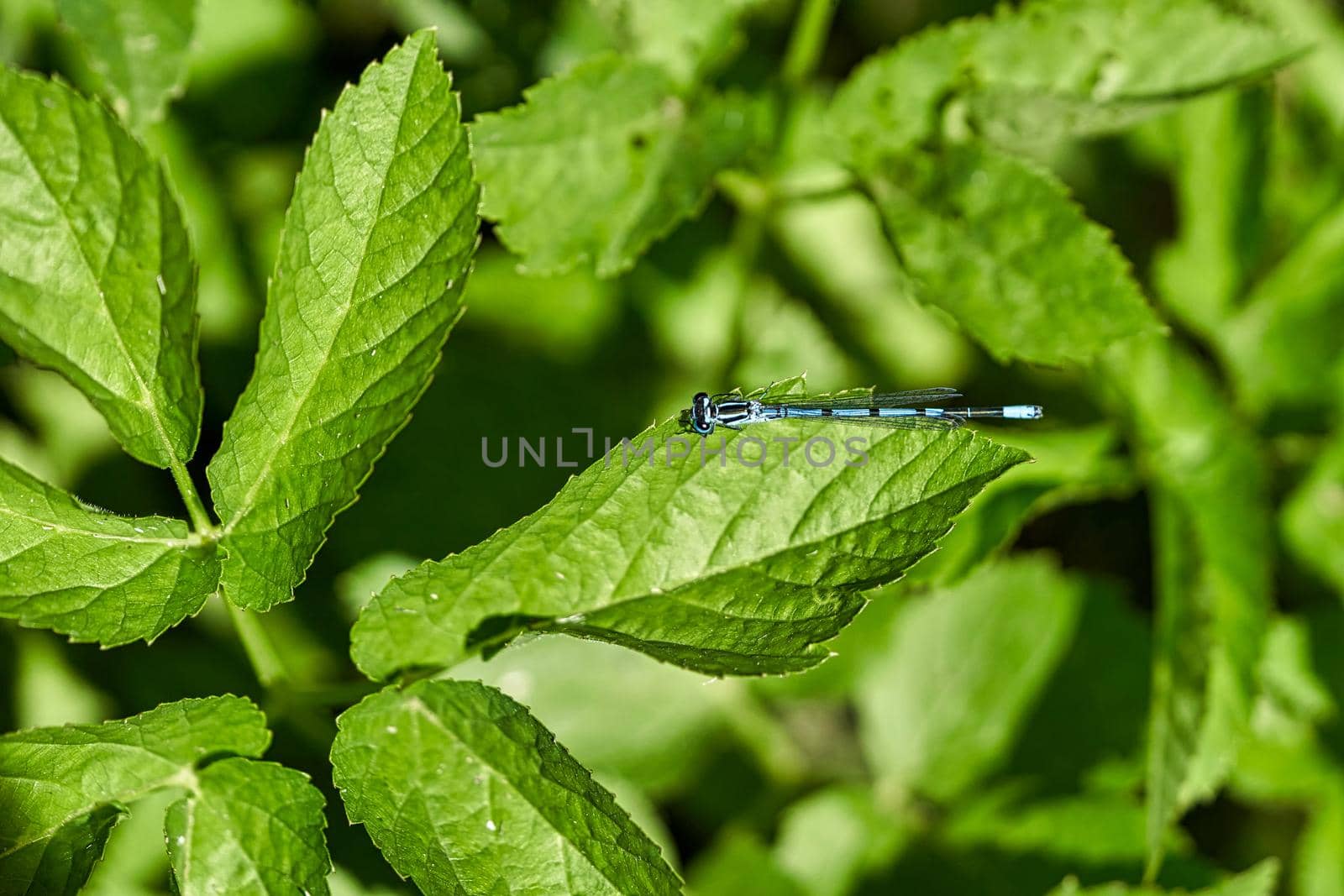 Blue dragonfly sits on green leaves on a sunny summer day. Insect on the background of foliage