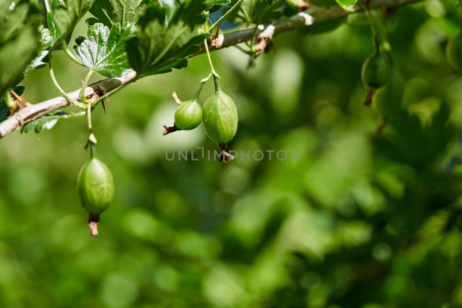 Fresh green gooseberries. Green berries on a gooseberry branch. Close up