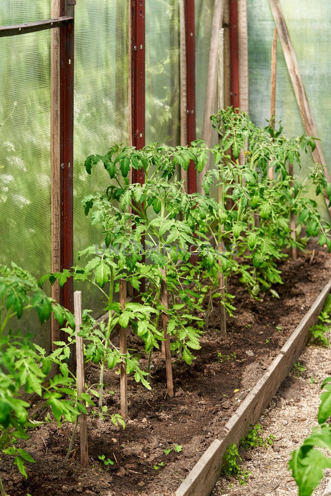 Garden greenhouse with cucumbers and flowering tomato bushes by vizland