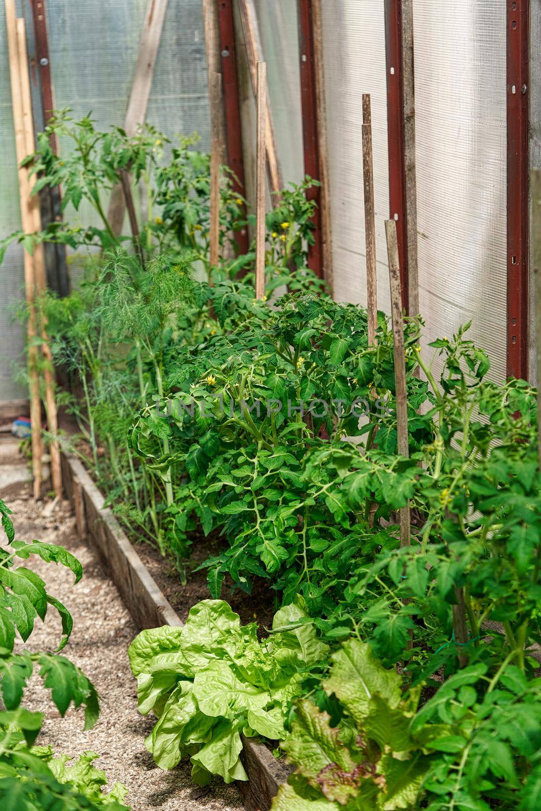 Tomatoes ripening on hanging stalk in greenhouse by vizland