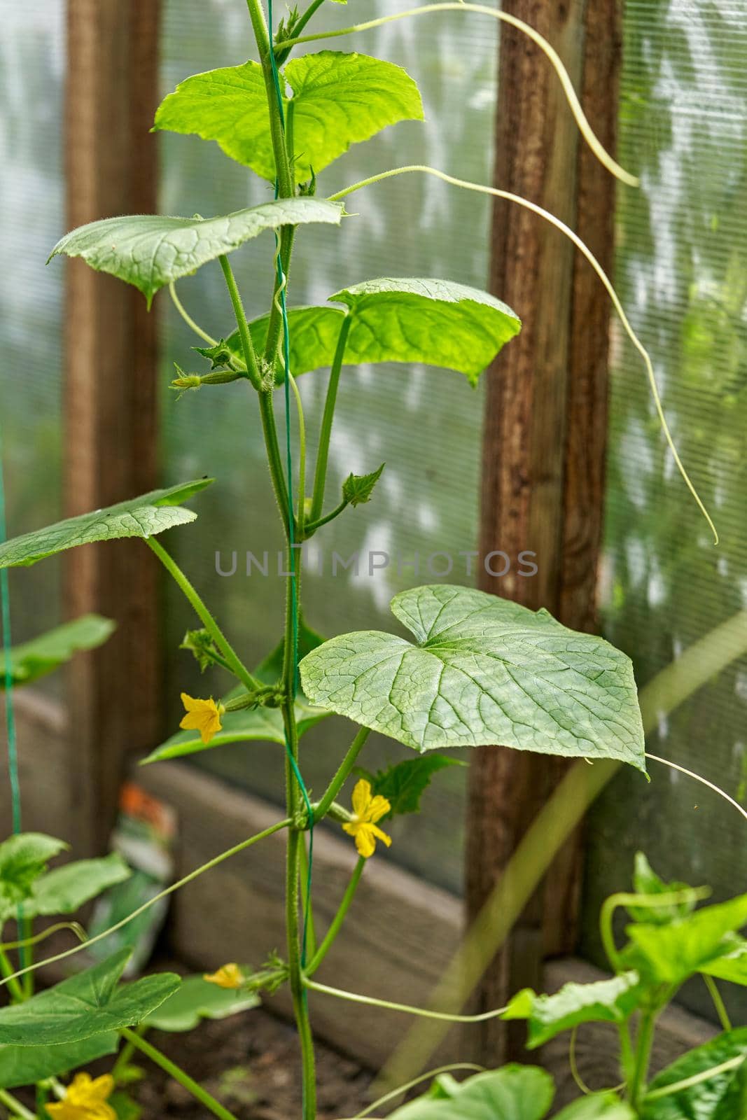 Blooming cucumber bush growing in a greenhouse, growing vegetables. Close up