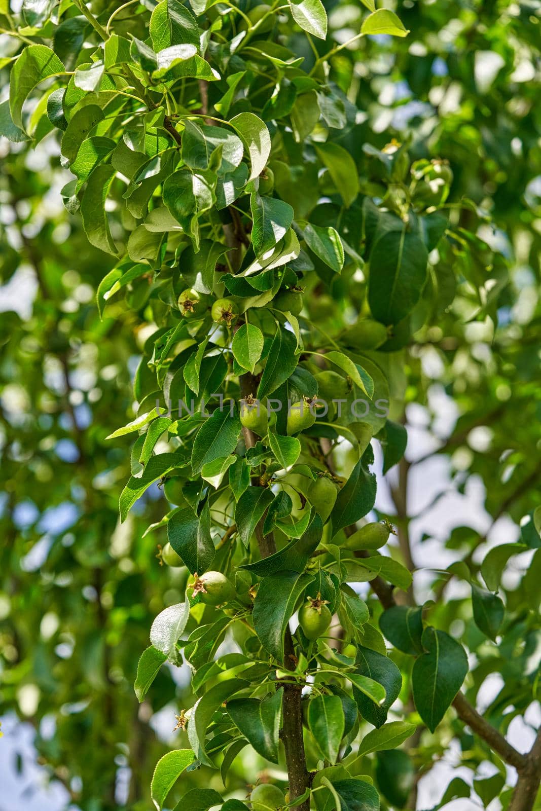 Unripe green pear on tree branches, Pear tree, Summer orchard by vizland