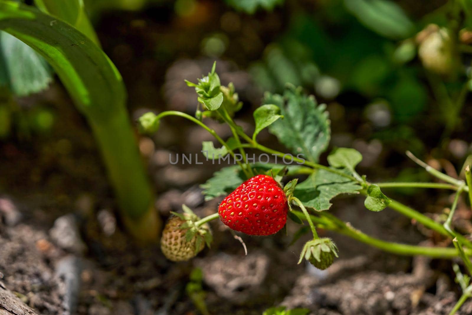 Strawberry berry ripens in the garden, strawberry bush with red berry. Close up