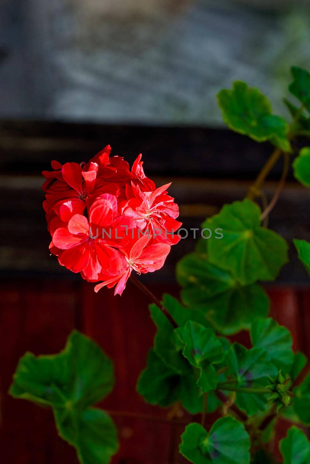 Red decorative flower illuminated by bright summer sunlight against a background of ivy leaves