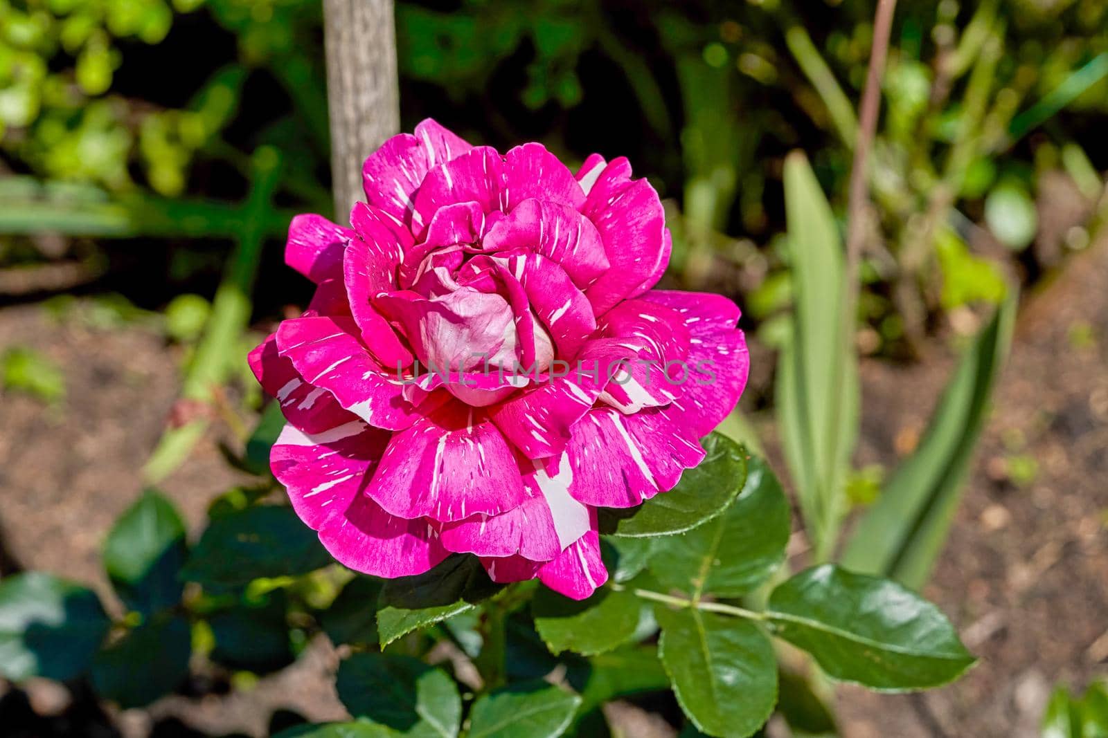 A large red rose flower bloomed in the garden on a summer sunny day. Close up