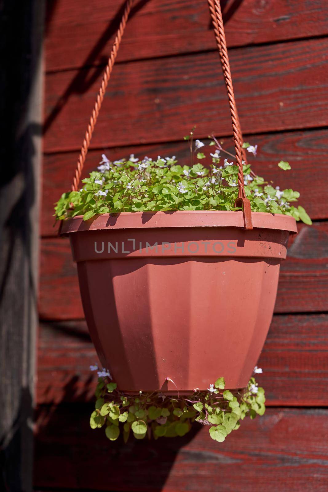 Small blue forget me not flowers grow in a plastic pot suspended by the wall of a wooden house