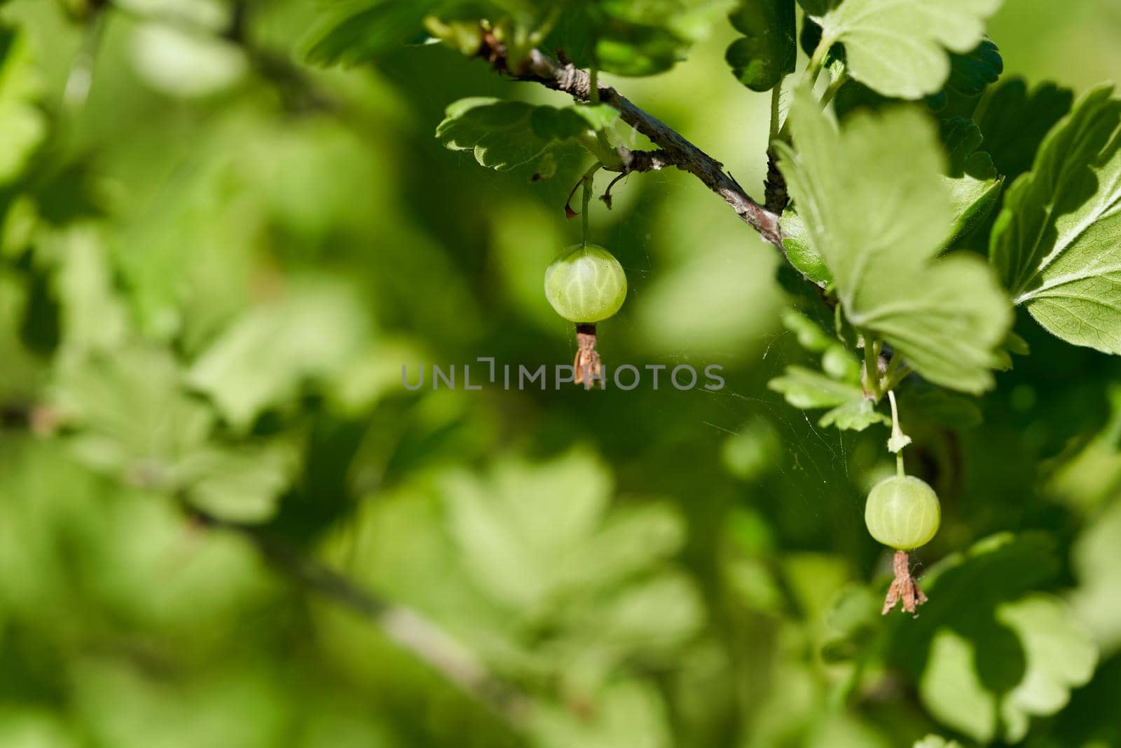 Growing organic berries closeup on a branch of gooseberry bush. by vizland