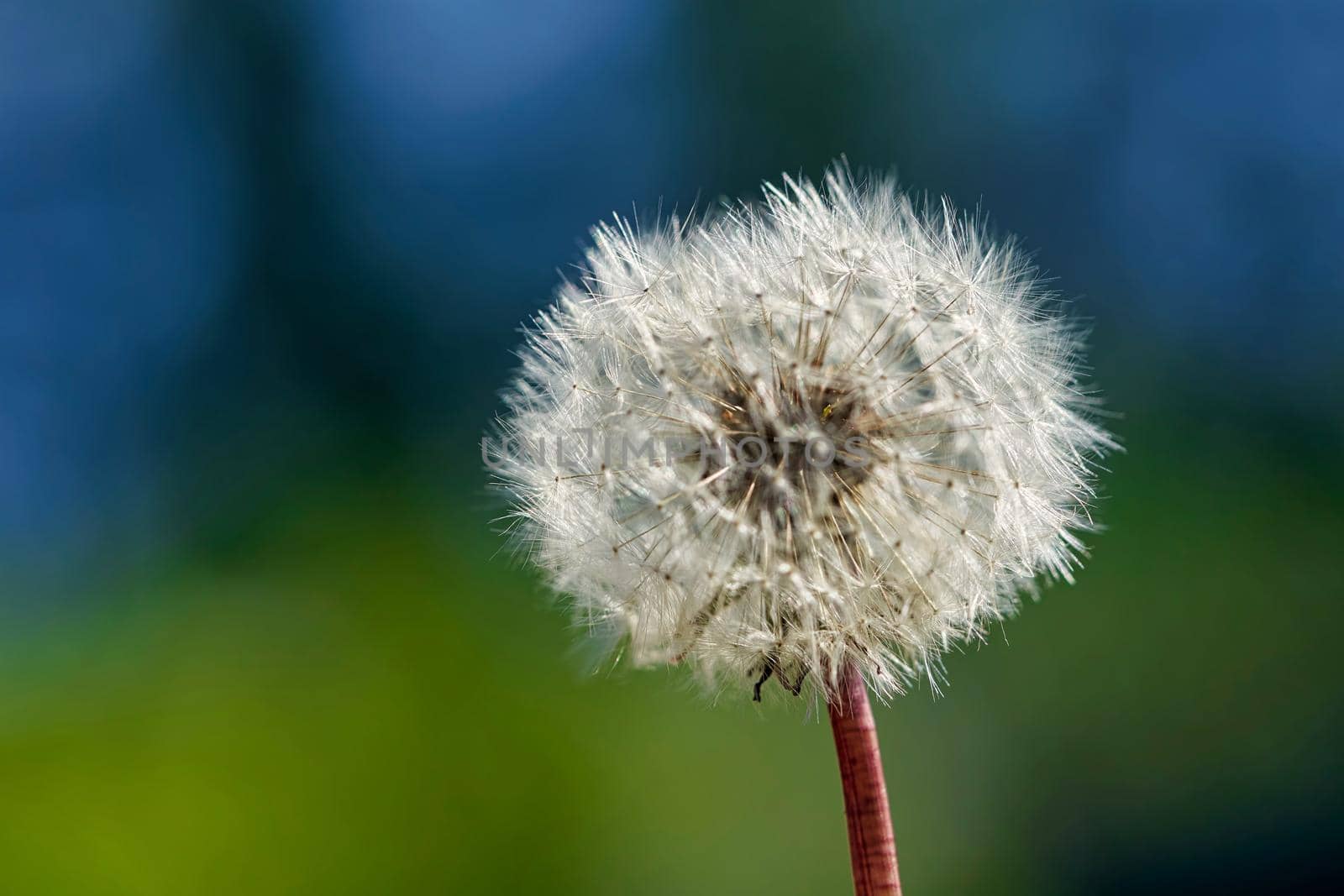 White ball of dandelion flower in rays of sunlight on colorful background. Close up