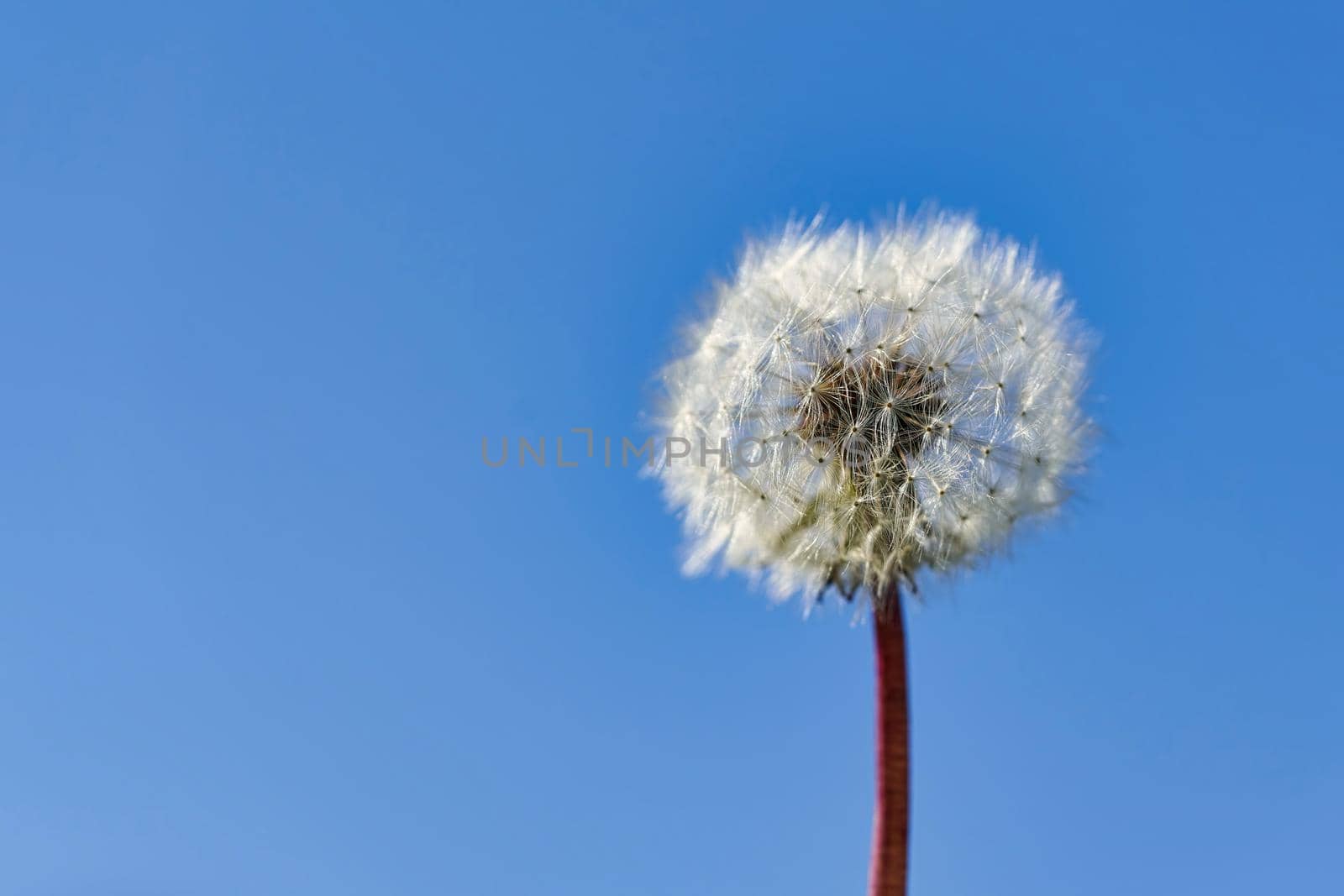 Dandelion seeds in rays of sunlight on a background of blue sky by vizland