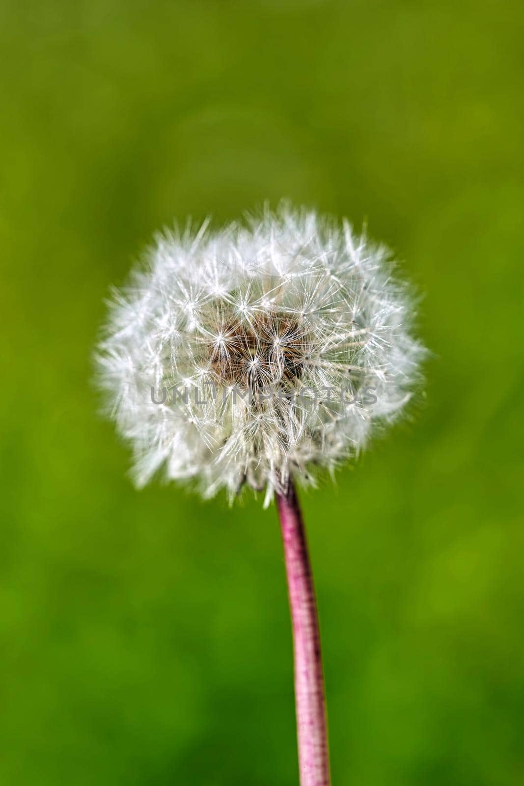 White ball of dandelion flower in the rays of sunlight on a background of grass by vizland