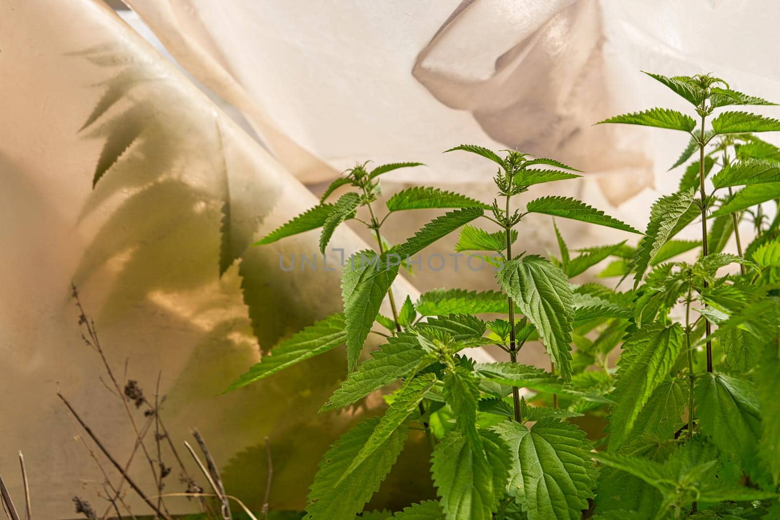 Green nettle weed grown in greenhouse, abandoned farming by vizland