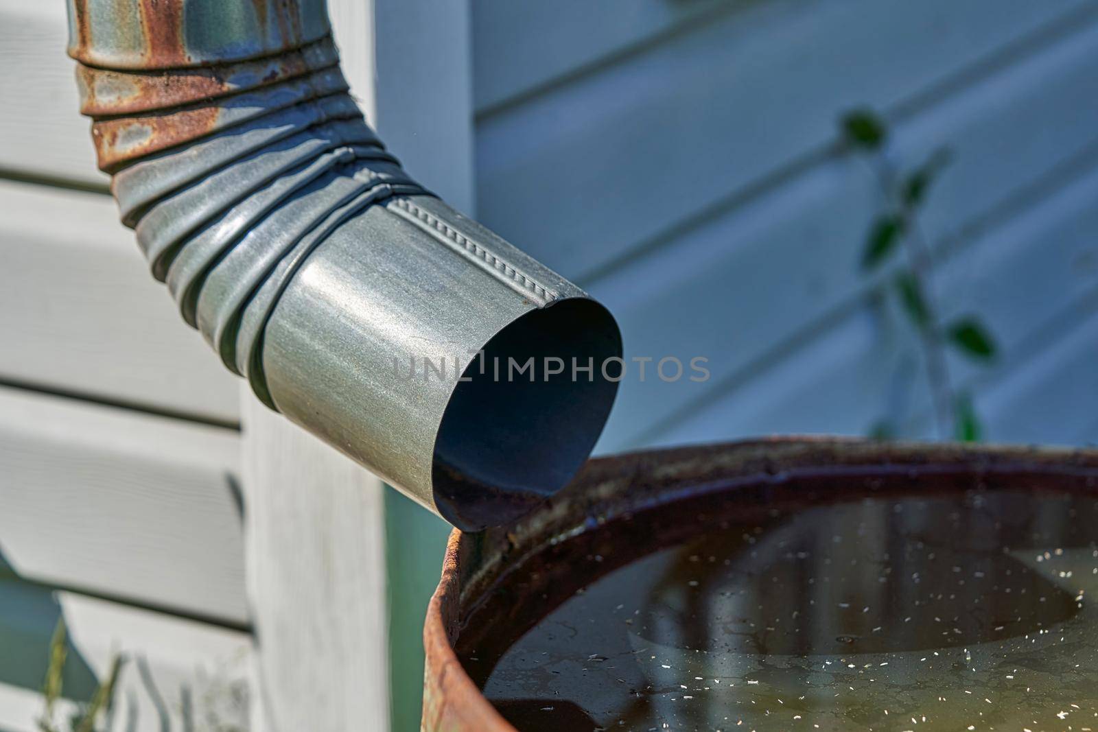 The drain pipe is connected to a rusty iron barrel with rainwater, a drainage system in the garden area