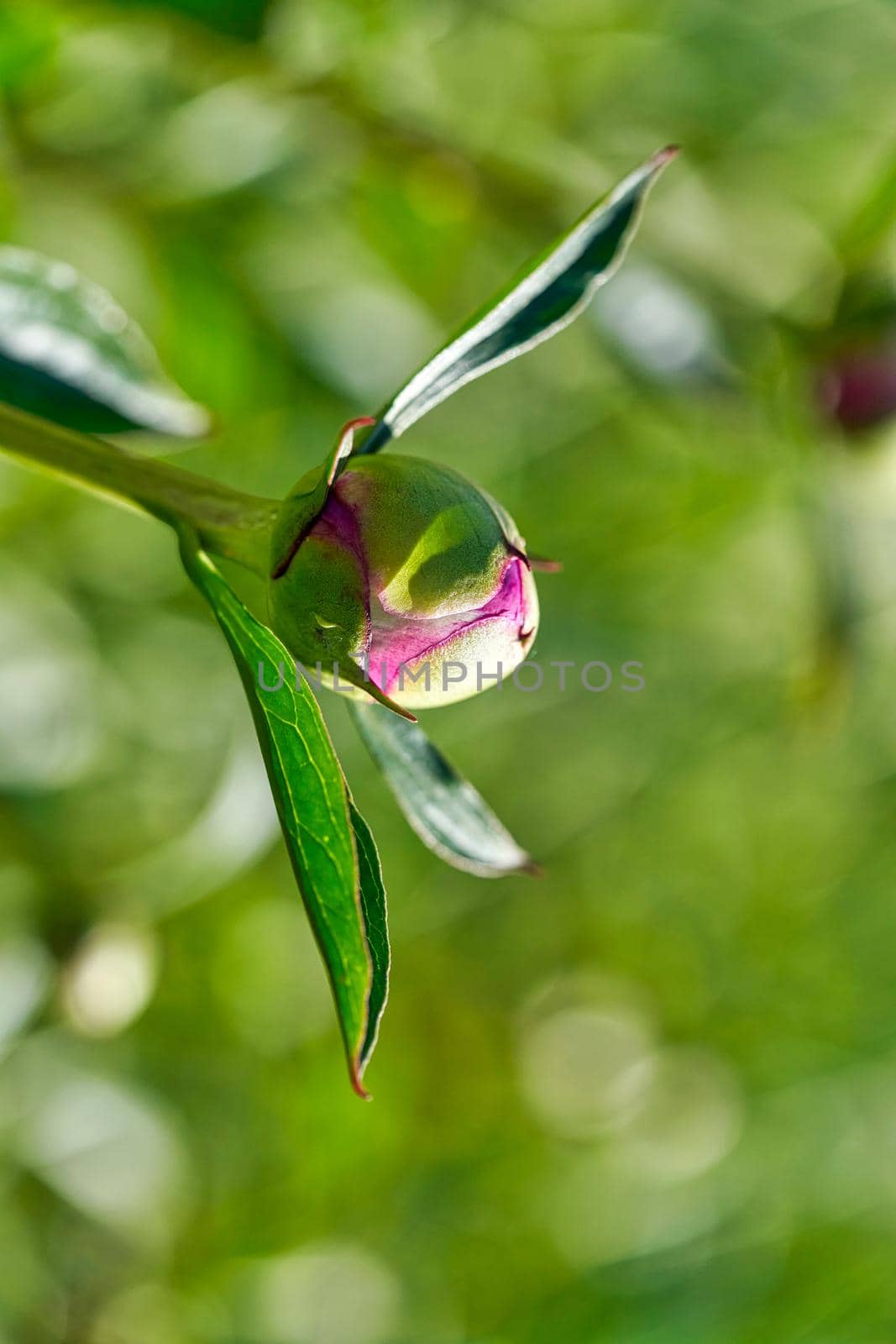 A green bud of a red rosehip flower begins to open on a sunny summer day by vizland