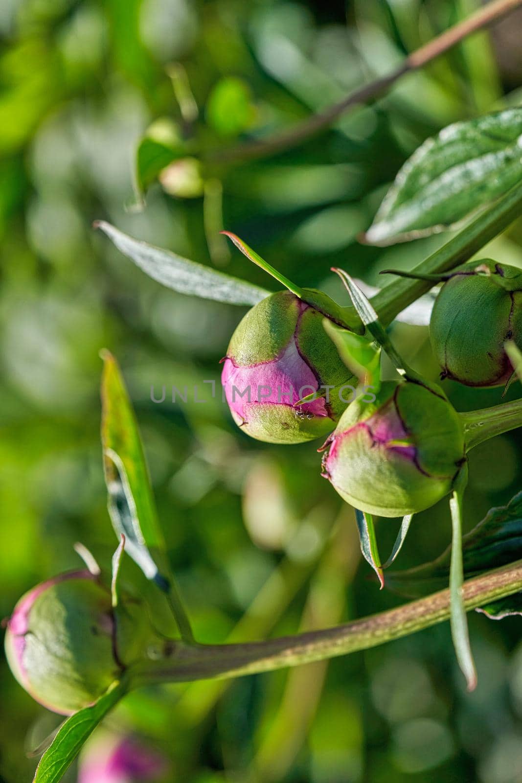 A green bud of a red rosehip flower begins to open on a sunny summer day by vizland