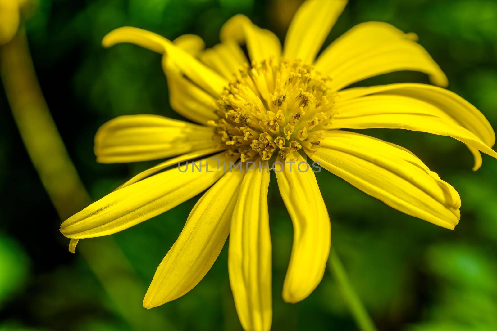 Yellow colour Spring flower, close-up photo of spring flower
