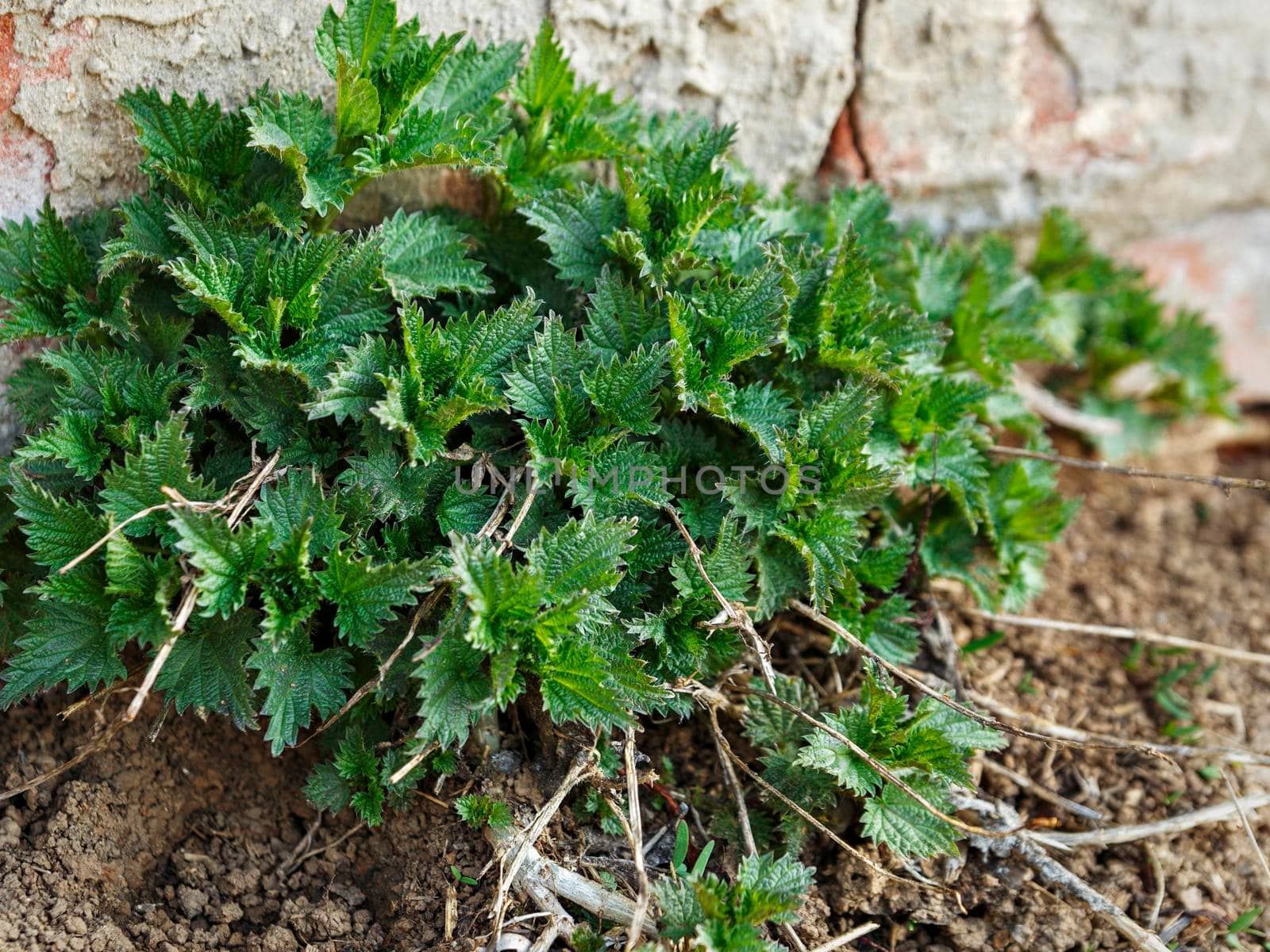 .Nettles with green leaves at brick wall.
