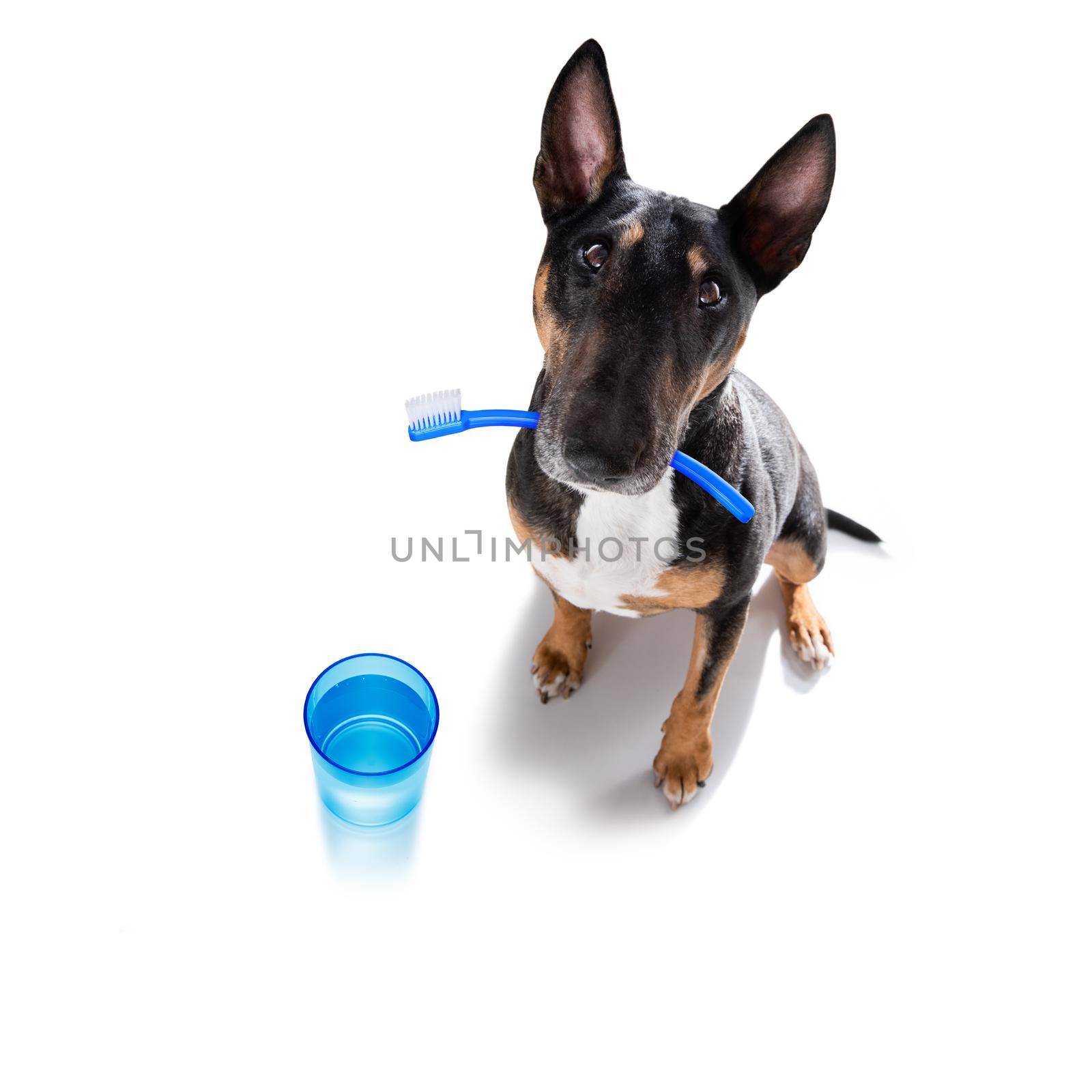 bull terrier dog holding a toothbrush with mouth , isolated on white background at dentist