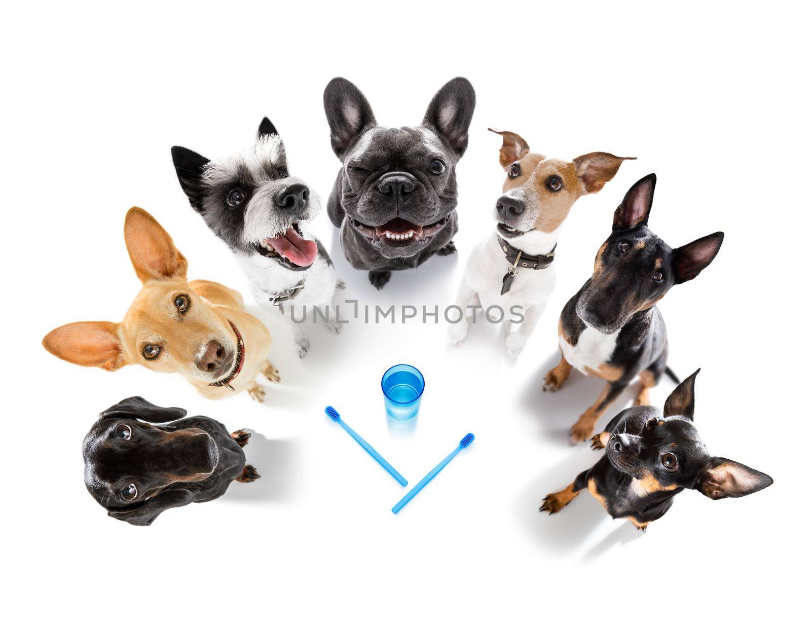 couple of dogs as group and in a row at the dentist with toothbrush