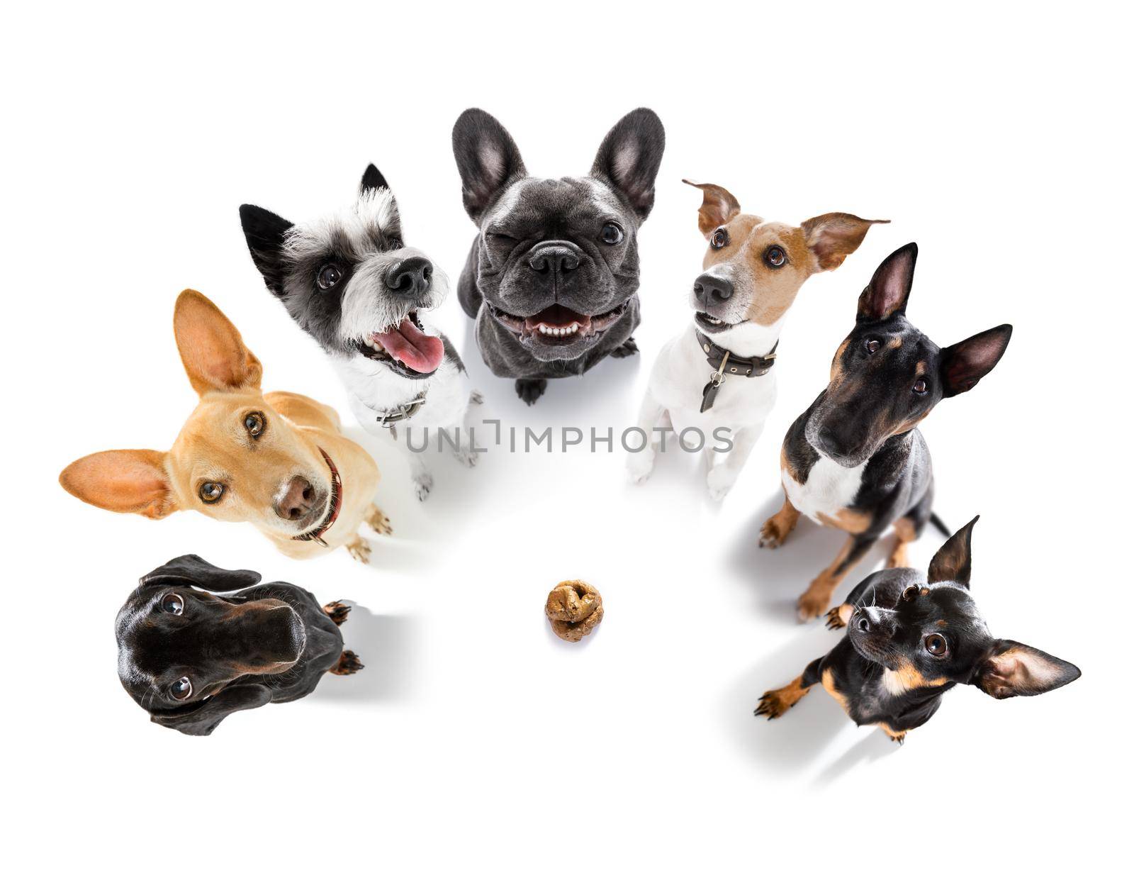 couple of dogs being punished for urinate or pee  at home by his owner, isolated on white background