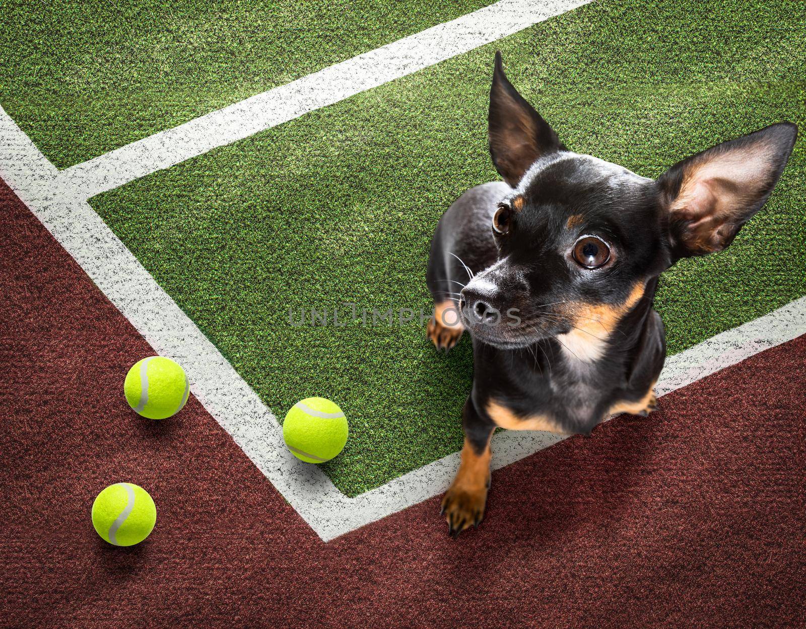 player sporty prague ratter  dog on tennis field court with balls, ready for a play or game