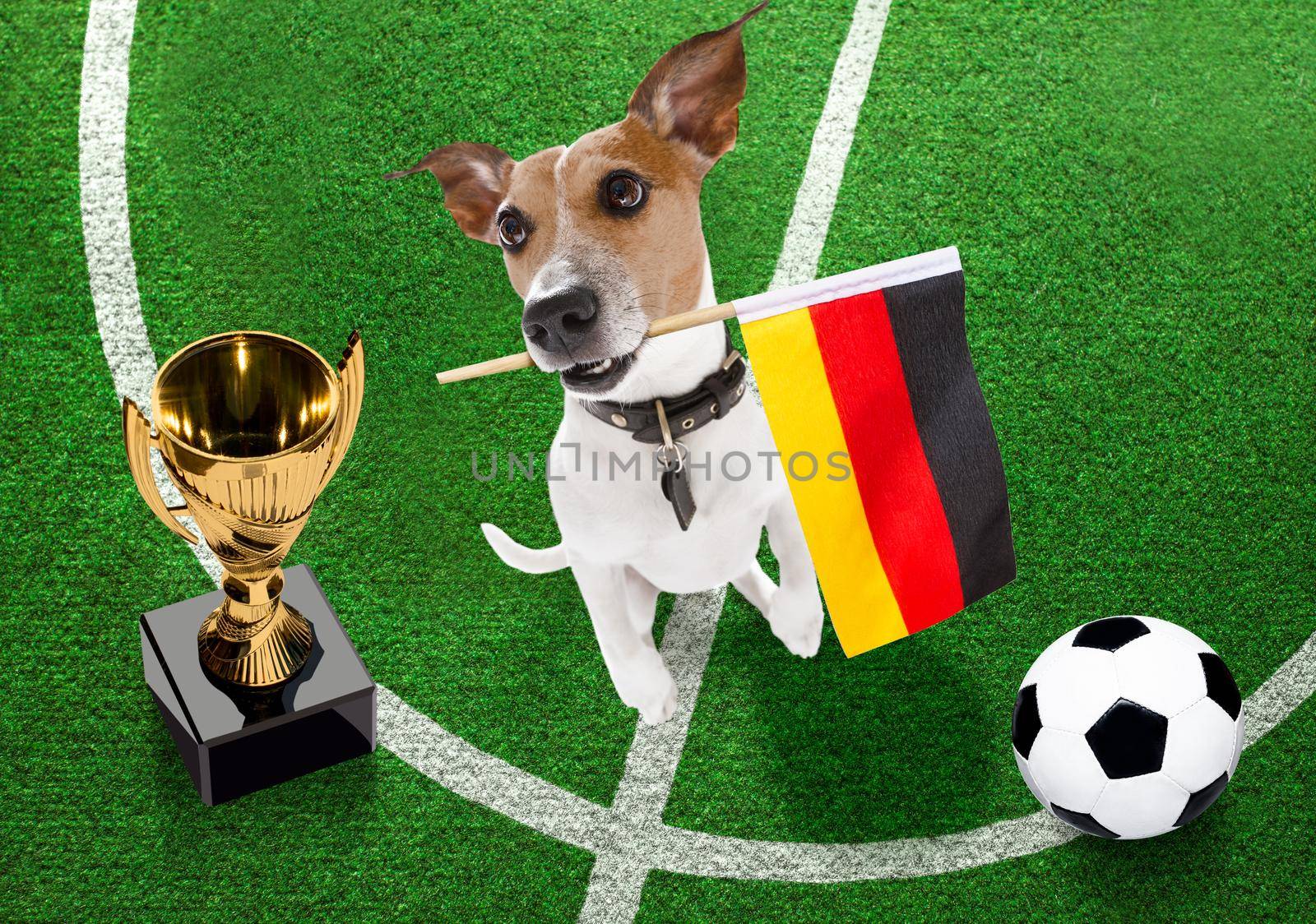 soccer jack russell terrier  dog playing with leather ball  , on football grass fieldand win a trophy