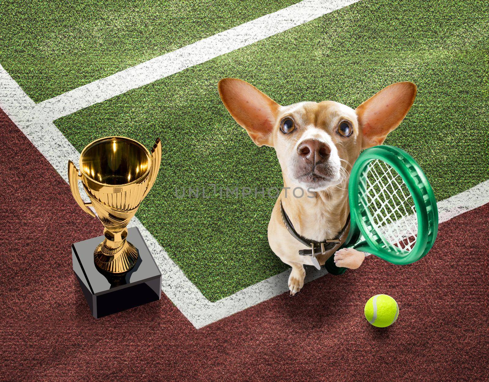 player sporty chihuahua dog on tennis field court with balls, ready for a play or game and win a trophy