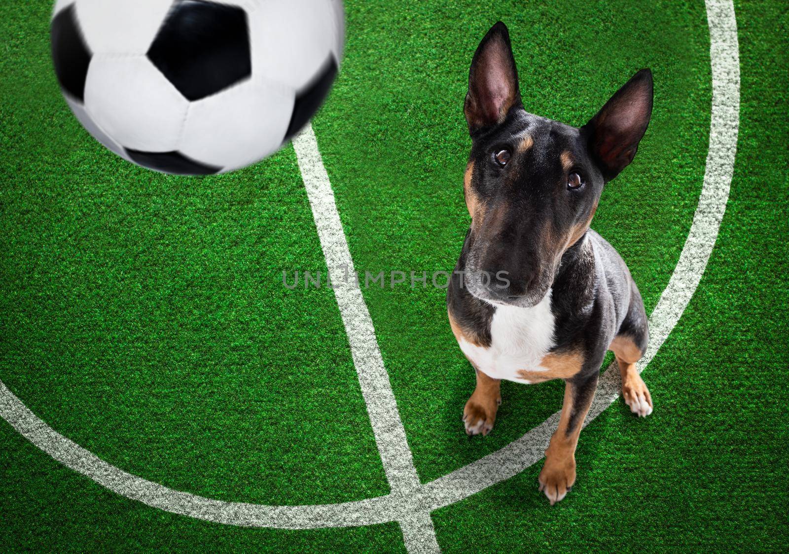 soccer bull terrier  dog playing with leather ball  , on football grass field