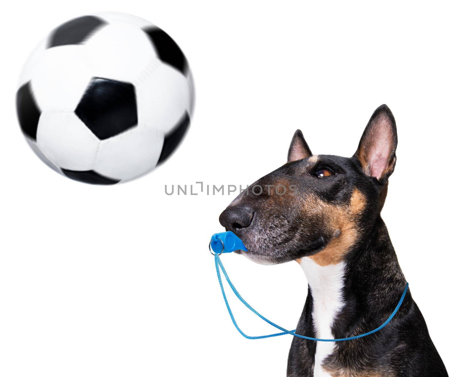 Referee arbitrator dog with whistle by Brosch