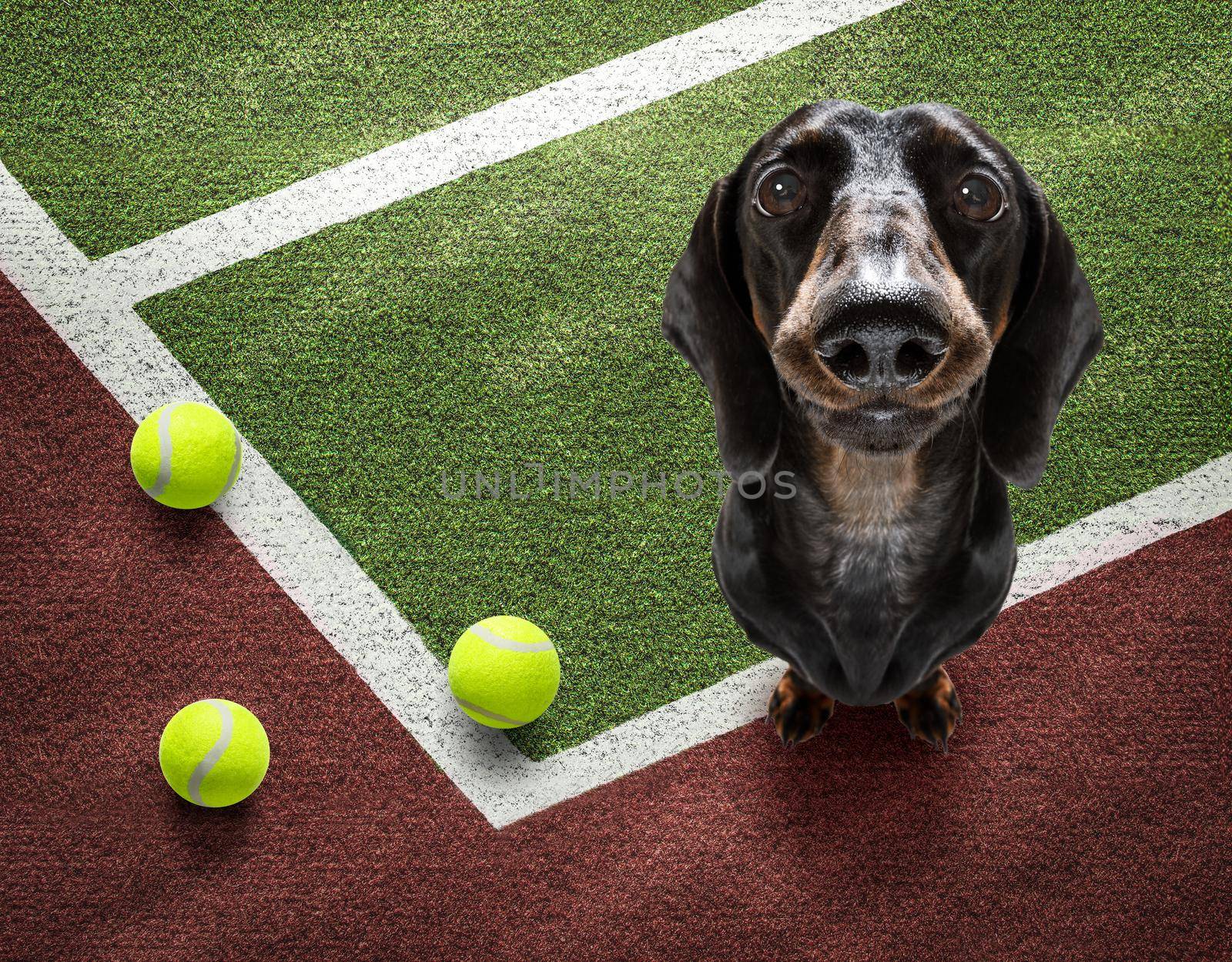 player sporty dachshund dog on tennis field court with balls, ready for a play or game