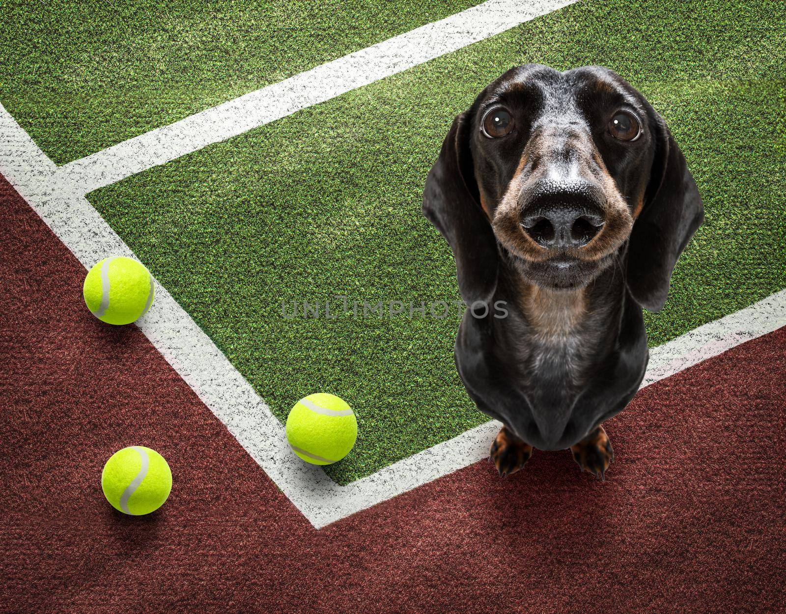 tennis player dog  by Brosch