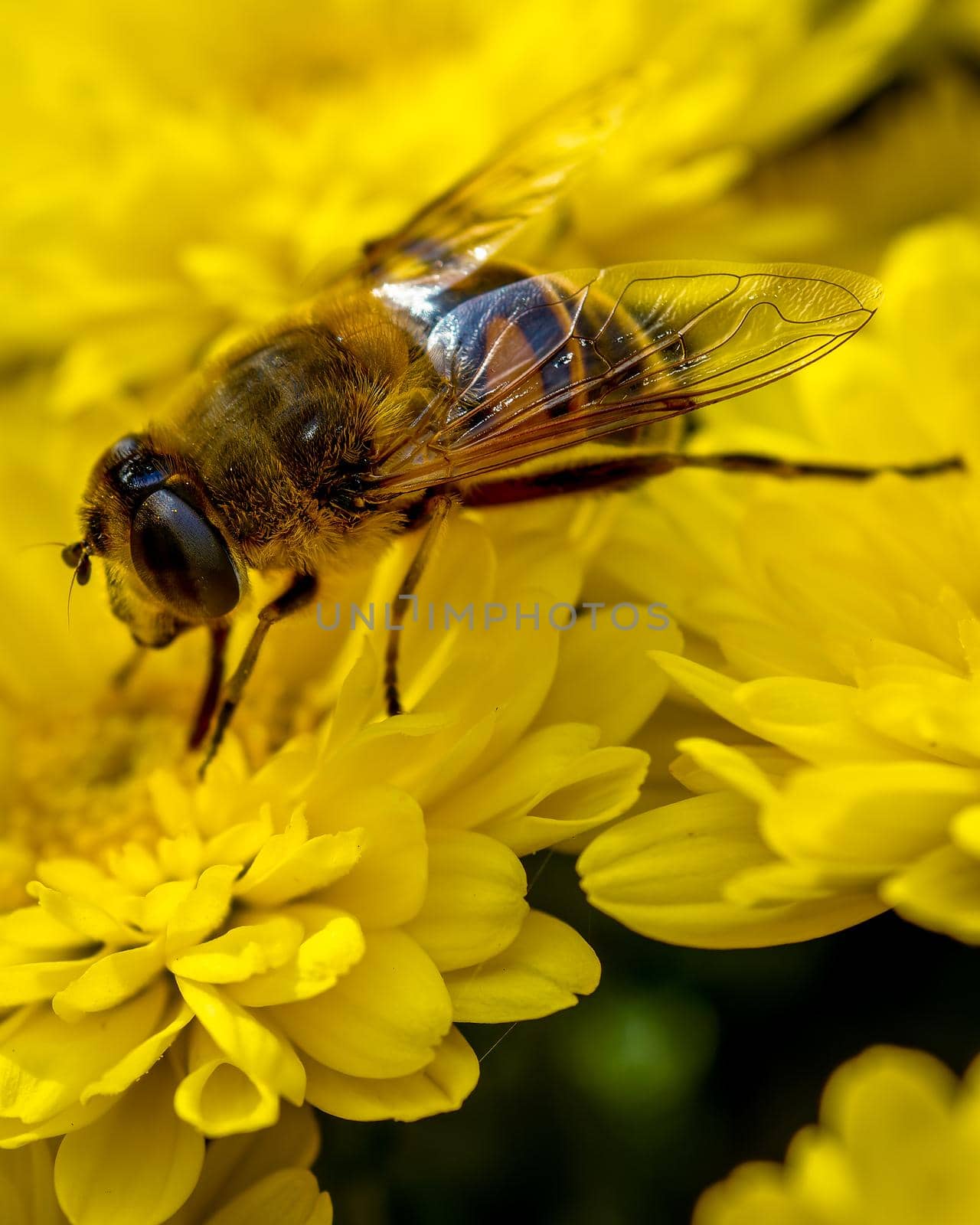 Macro photo of insect on yellow flower, close-up photo of bee and flower