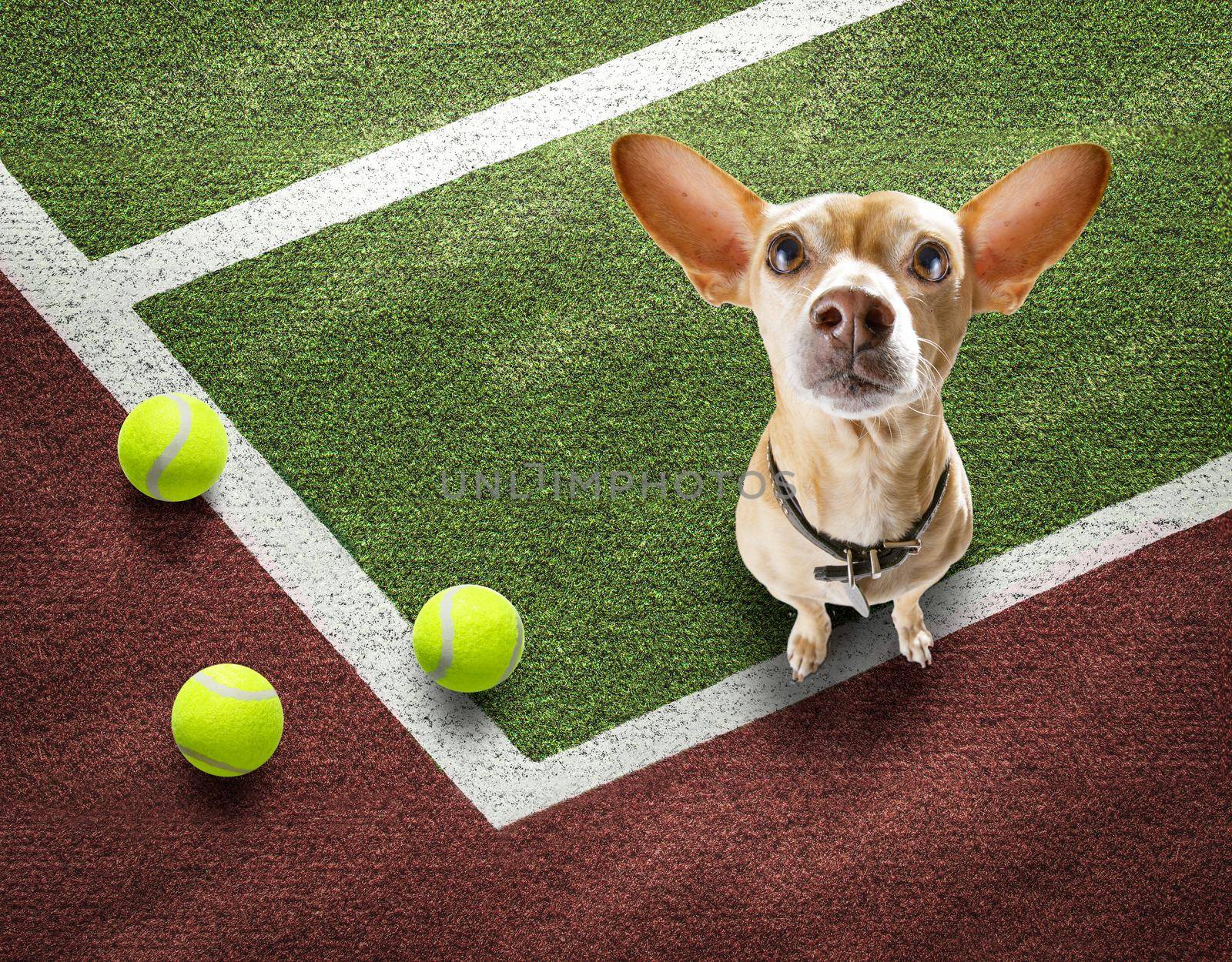 player sporty chihuahua dog on tennis field court with balls, ready for a play or game