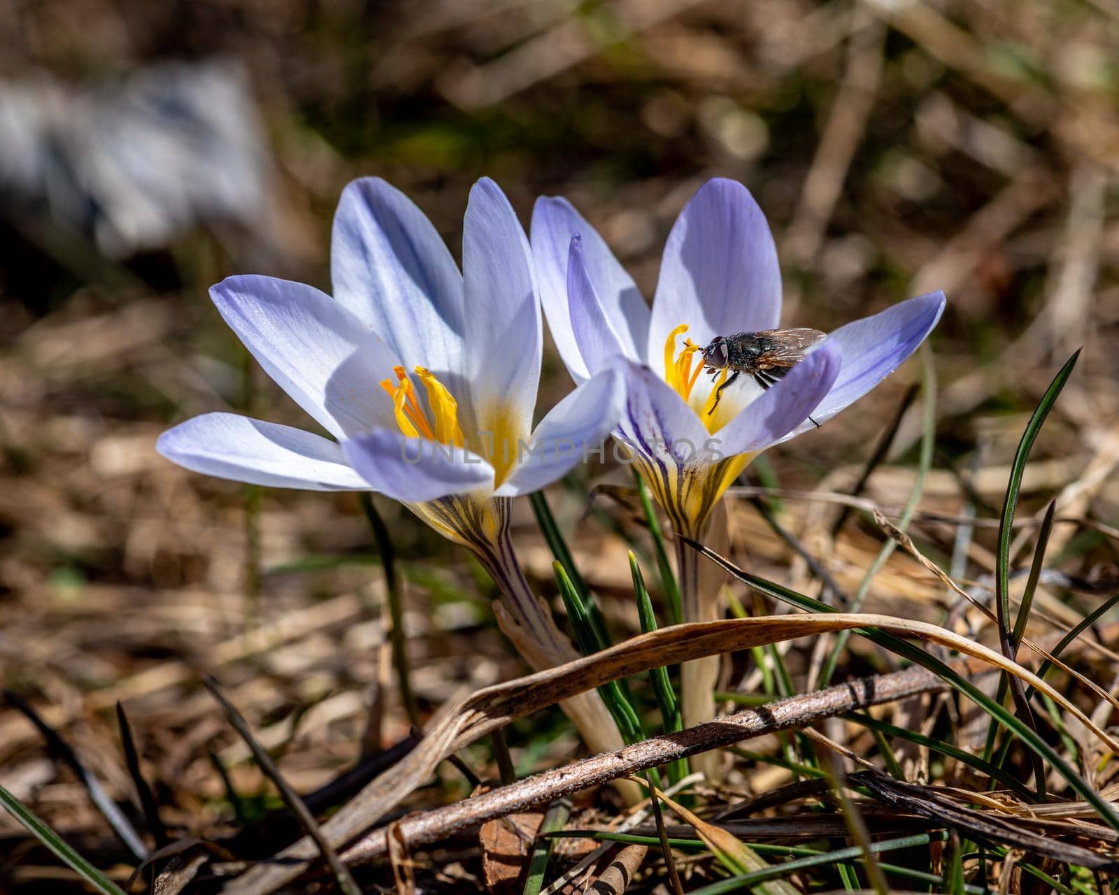 Crocus flower and a fly, purple spring flower and insect