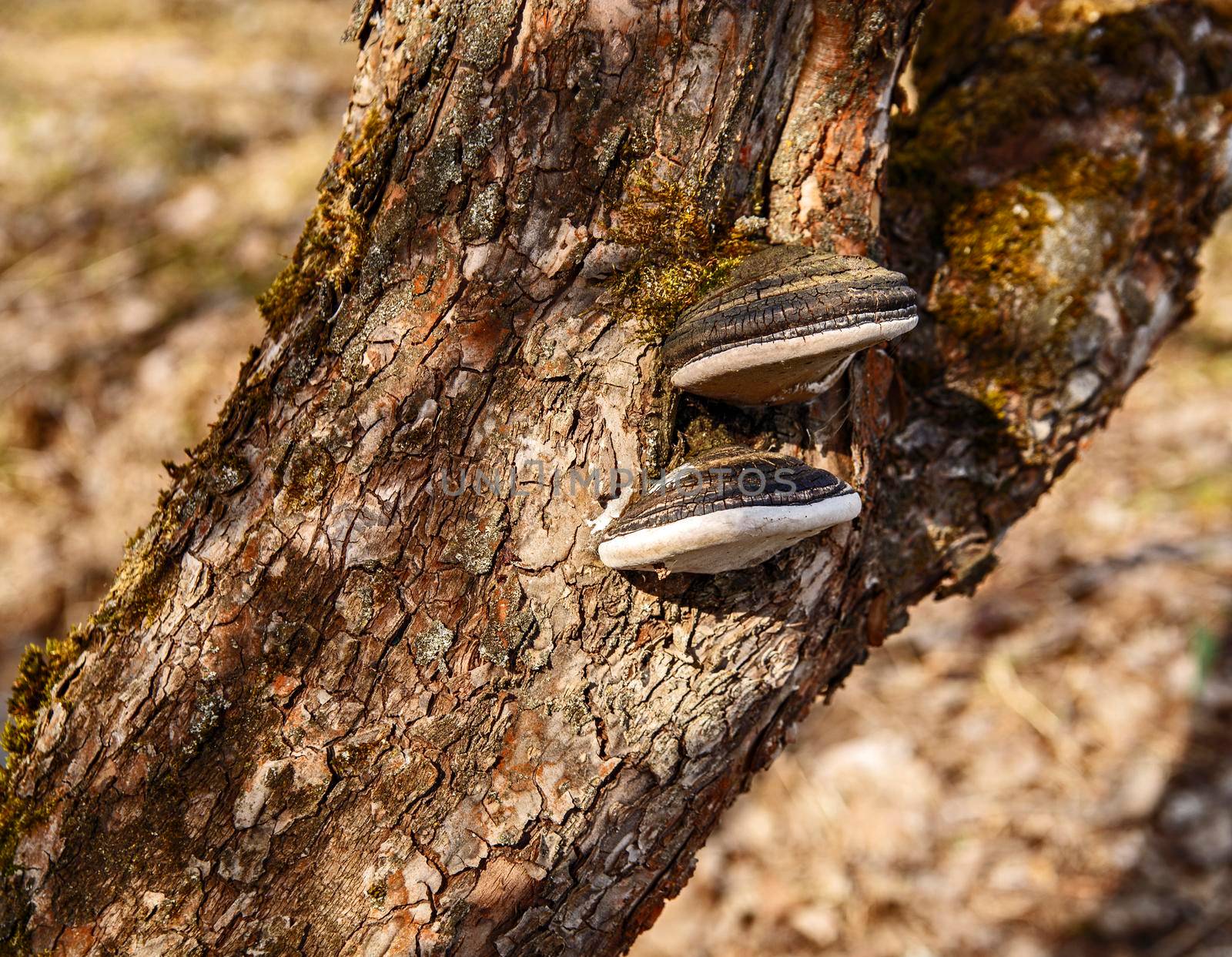 Mushroom - chaga parasite on tree with brown bark.