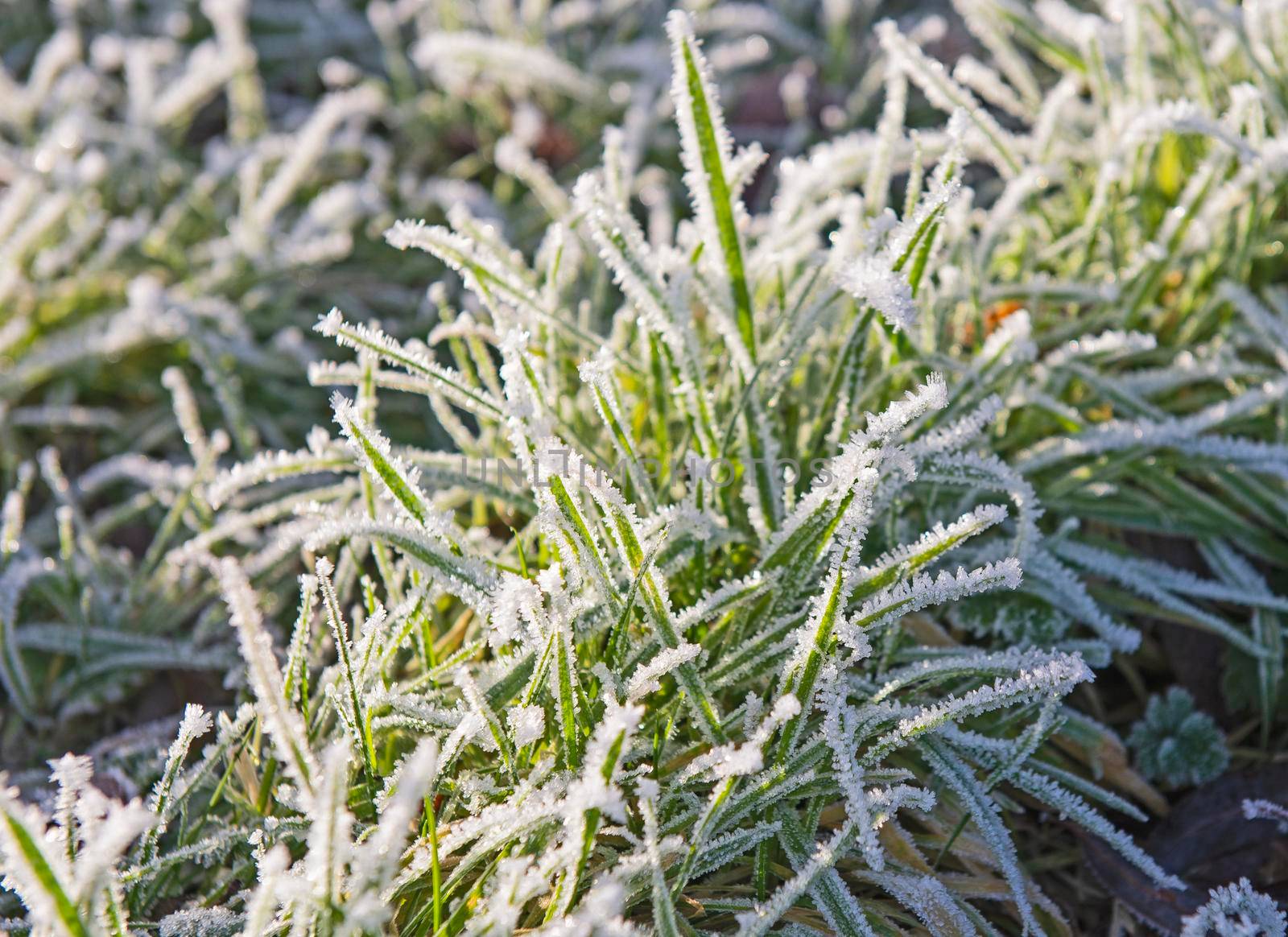 Closeup detail of grass in garden covered with frost ice during winter