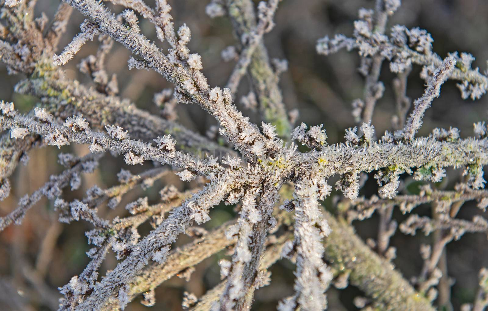 Abstract closeup detail of tree twig branch covered in ice hoar frost icicles during winter