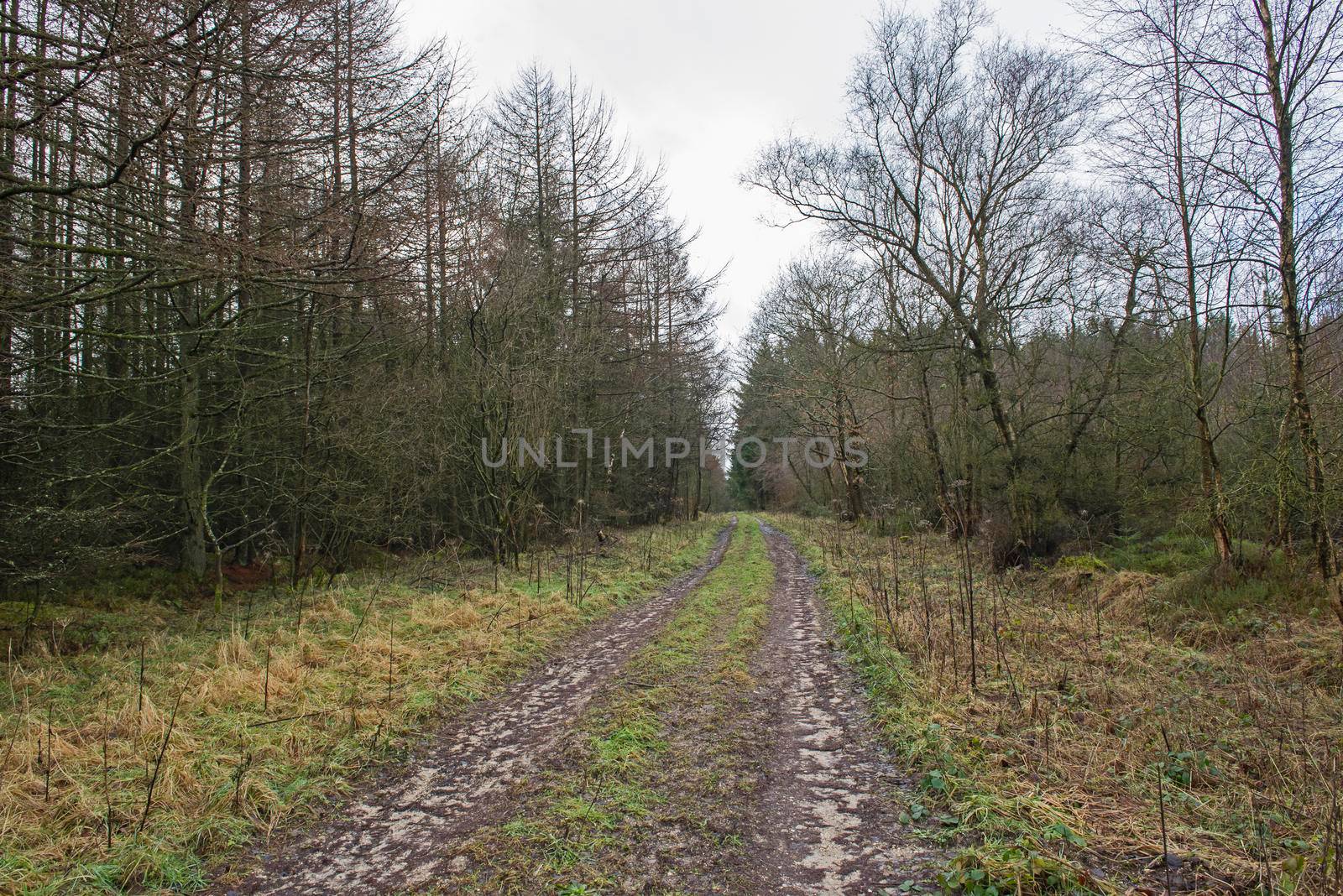 Track through a remote woodland forest in rural countryside landscape in winter