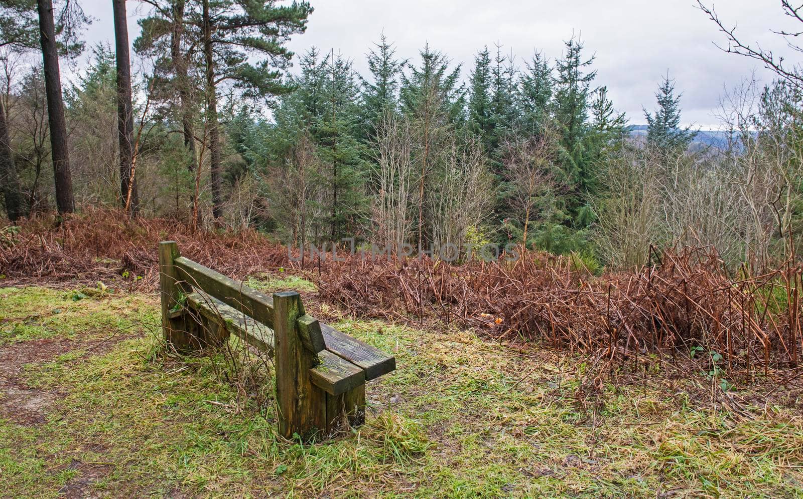 Scenic view through a remote woodland forest in rural countryside landscape during winter with wooden park bench seat