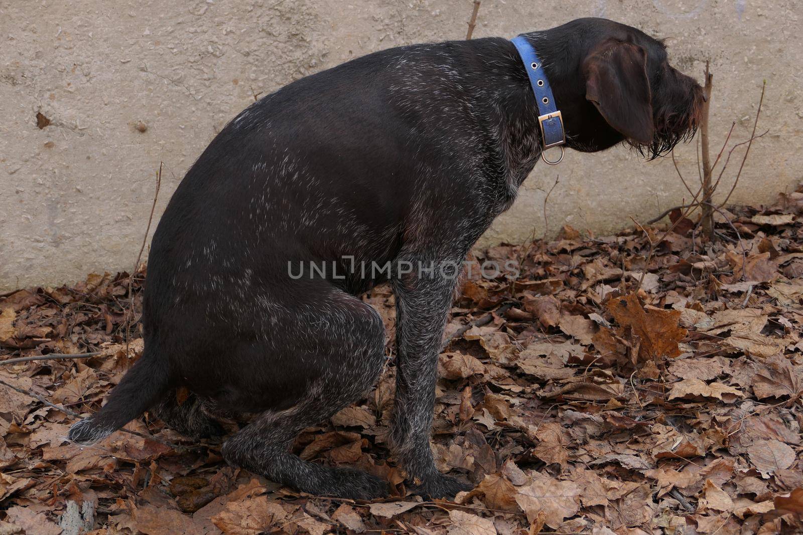 A large brown dog of the German breed pings on the street. High quality photo